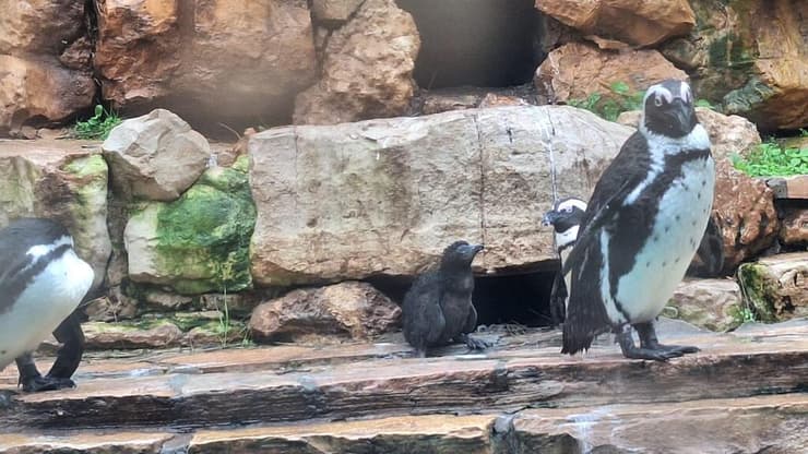 הפינגויוין הצעיר בחצר הפינגווינים