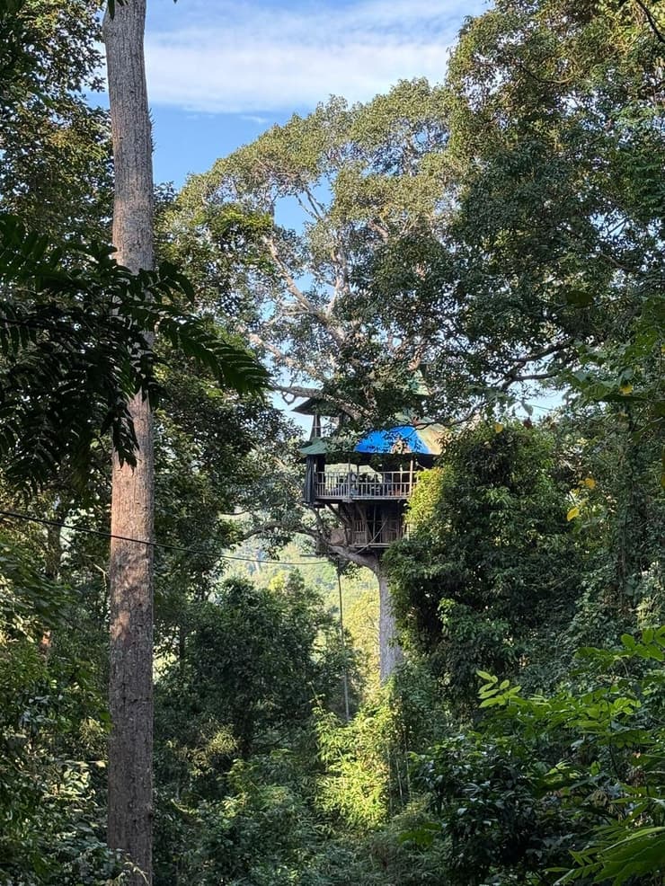 בית העץ בלב הג'ונגל (צילום: אסף קמר) בית העץ בלב הג'ונגל