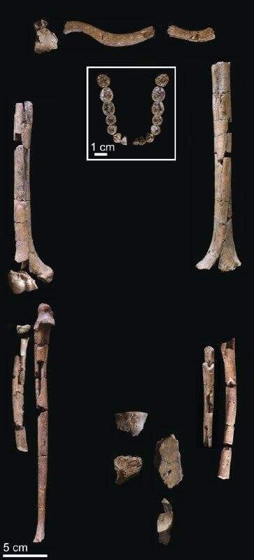 חלקי השלד שהתגלו