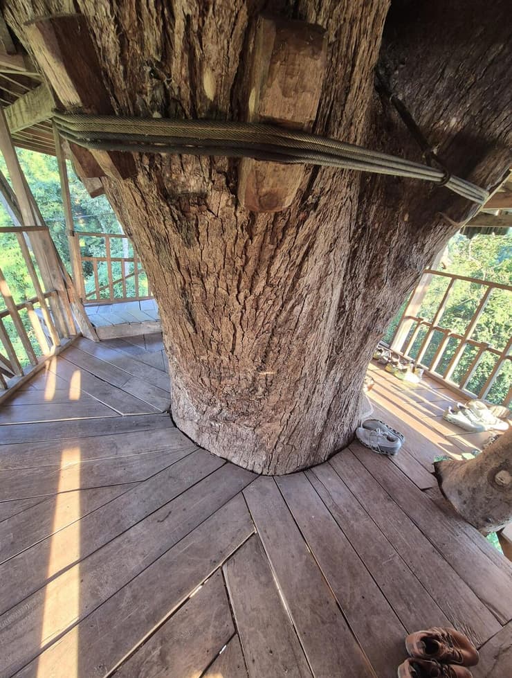 הכל בנוי סביב העץ (צילום: אסף קמר) הכל בנוי סביב העץ