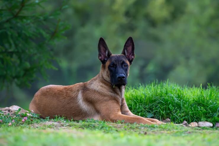 רועה בלגי, שאוזניו הזקורות עוזרות לו לשמוע ולזהות את מקורם של צלילים רחוקים (צילום: Julia Malsagova/Shutterstock) רועה בלגי, שאוזניו הזקורות עוזרות לו לשמוע ולזהות את מקורם של צלילים רחוקים