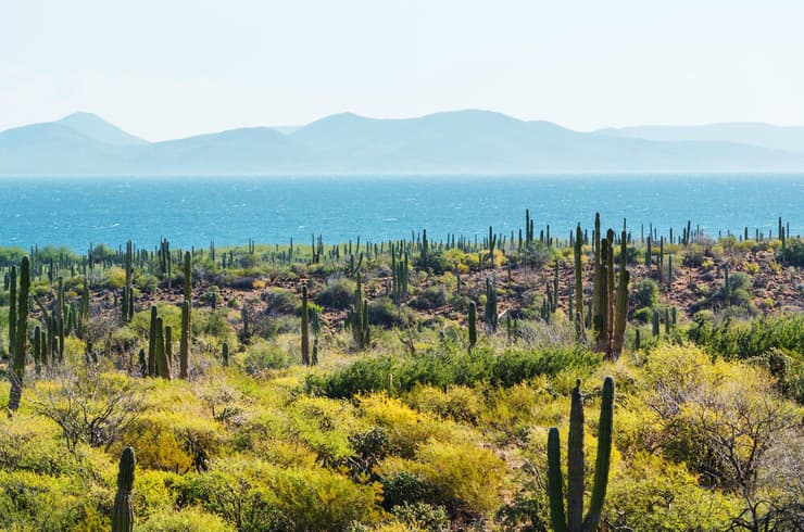 שדה קקטוסים בבאחה קליפורניה