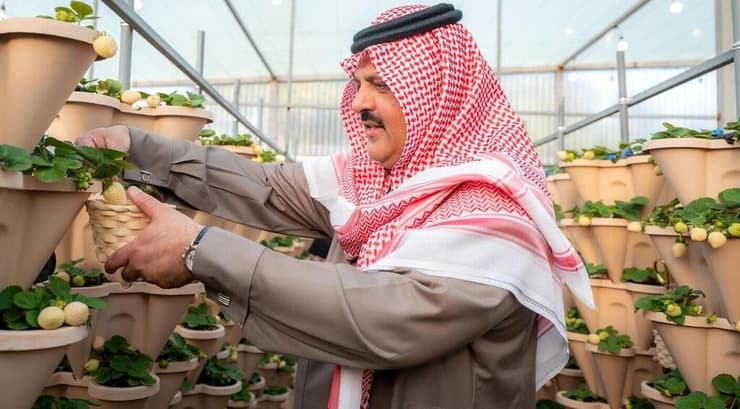 גידולי תותים  ב סעודיה אזור חאיל