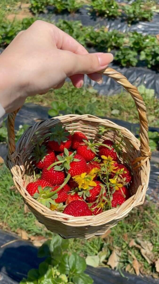 קטיף תותים ב ירדן