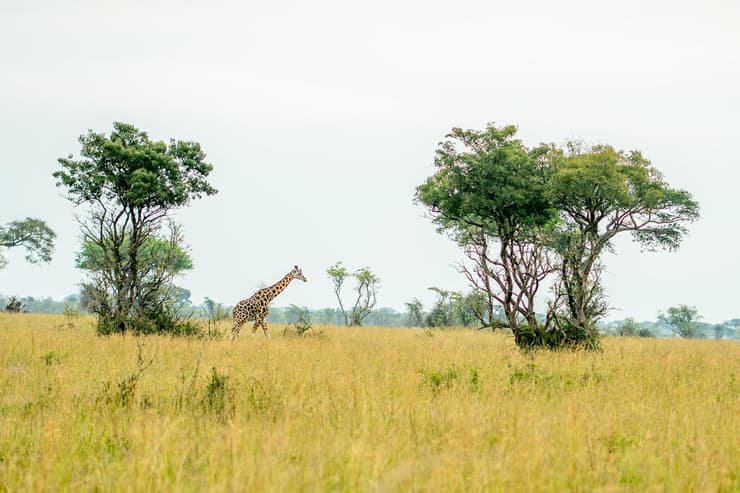 מסע החוסן של האמהות השכולות