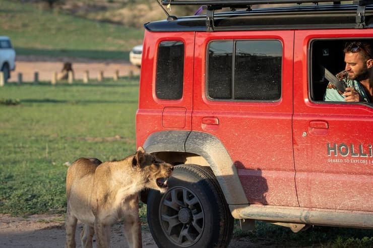 אריה צעיר וחסר פחד