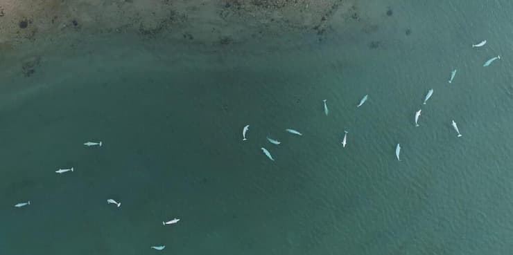 אוכלוסיית לווייתני בלוגה