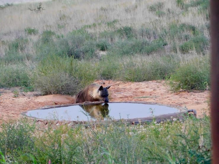 צבוע חום שותה מבור מים בספארי