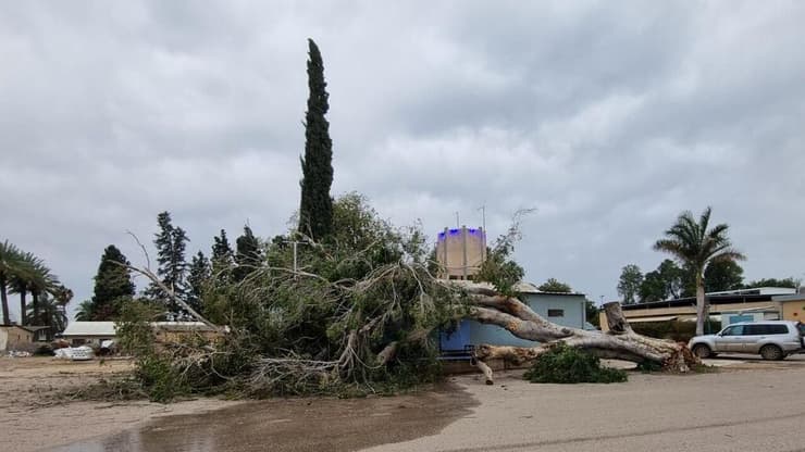 עץ פיקוס בן 89 שנה נפל בשער הגולן בשל הרוחות החזקות
