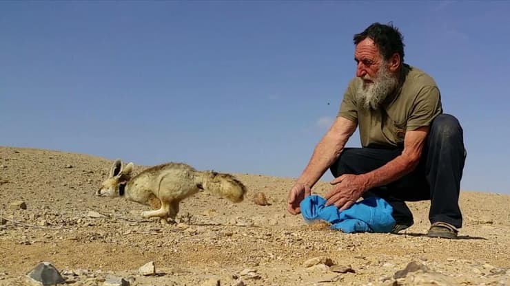 פקח רט"ג ראובן הפנר משחרר שועל חולות לטבע (צילום: עמרם צברי, רשות הטבע והגנים) פקח רט"ג ראובן הפנר משחרר שועל חולות לטבע