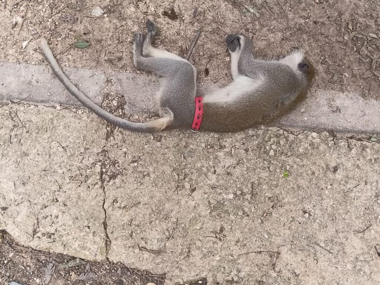 הקוף נמצא בכביש 40 ללא רוח חיים