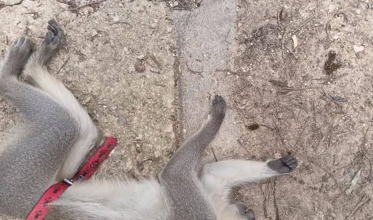 הקוף הוברח לישראל ממצרים או ירדן