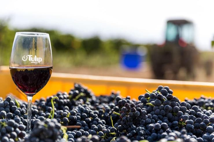 יין ישראלי מהגולן (צילום: שגיא מורן) יין ישראלי מהגולן