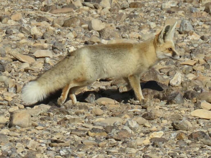 שועל חולות בבית הגידול הטבעי שלו (צילום: מיכל אוקו) שועל חולות בבית הגידול הטבעי שלו
