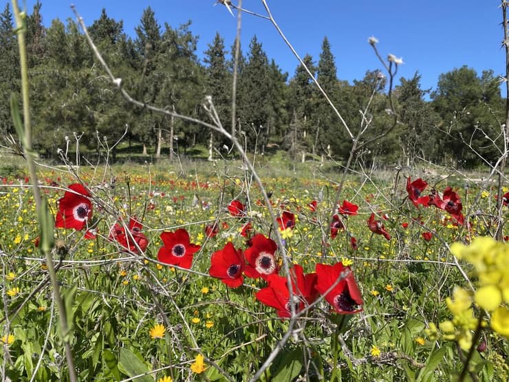 כלניות בעמק השלום (צילום: גלעד כרמלי) כלניות בעמק השלום