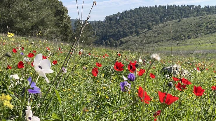 הטבע יחכה לימים שקטים יותר (צילום: גלעד כרמלי) כלניות בעמק השלום