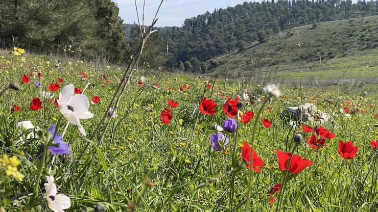 כלניות בעמק השלום (צילום: גלעד כרמלי) כלניות בעמק השלום