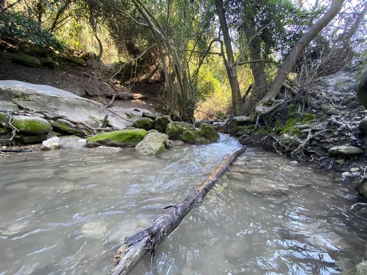 זרימה בנחל השופט (צילום: גלעד כרמלי) זרימה בנחל השופט