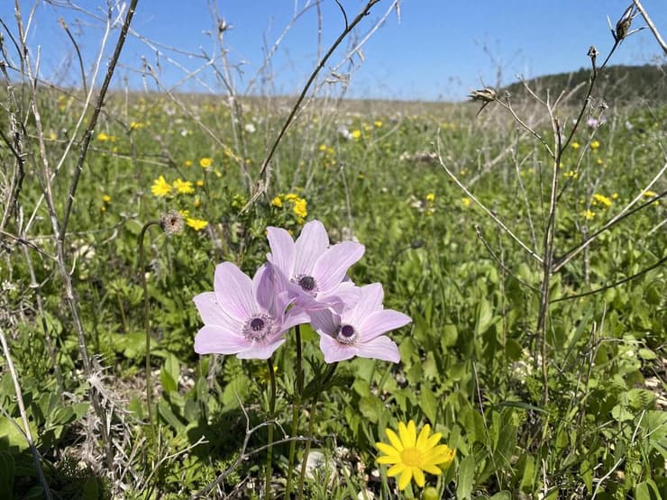 בכל הצבעים. כלניות בוורוד בהיר בעמק השלום (צילום: גלעד כרמלי) כלניות בעמק השלום