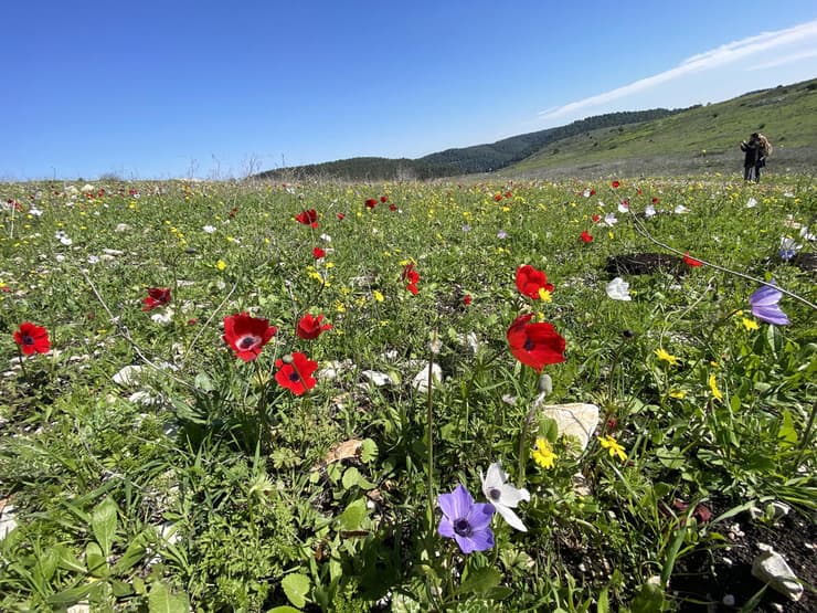 כלניות בעמק השלום (צילום: גלעד כרמלי) כלניות בעמק השלום