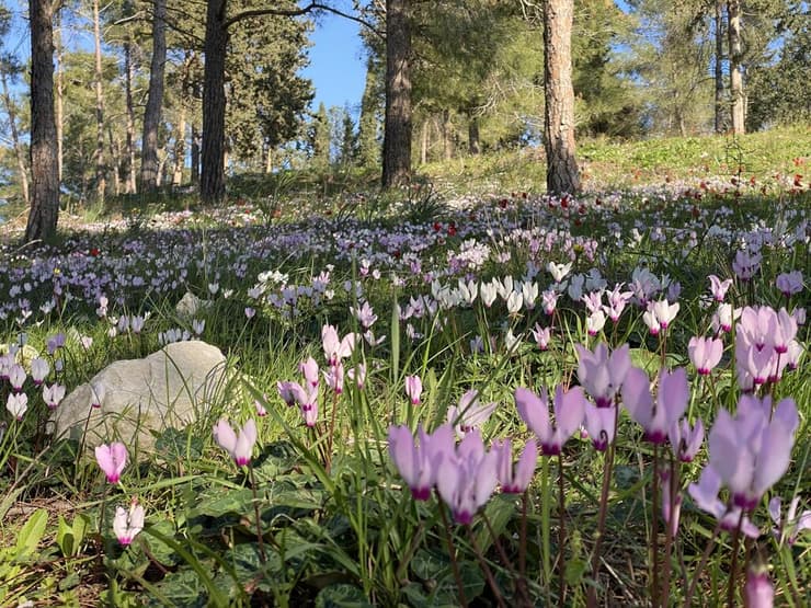 רקפות בגבעת משעול (צילום: גלעד כרמלי) רקפות בגבעת משעול