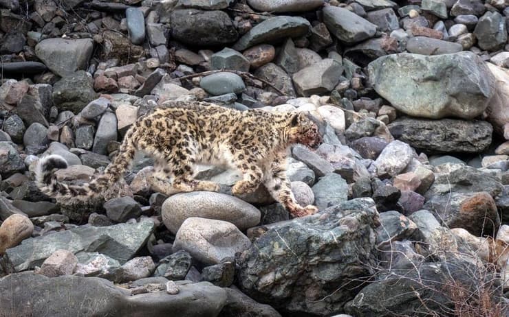 נמרת השלג שנצפתה ממרחק של כ-80 מטרים