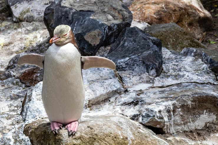 פינגווין צהוב-עין, המין הנדיר ביותר מבין מיני הפינגווינים בעולם