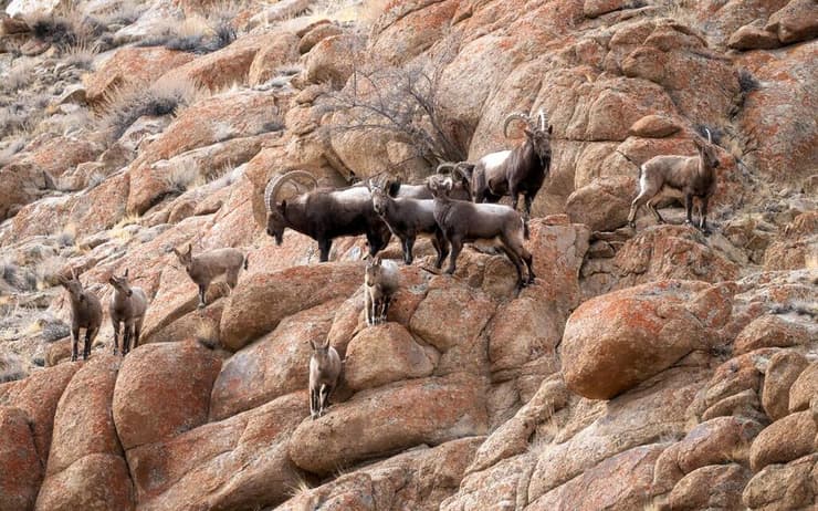 עדר של יעלי ההימלאיה