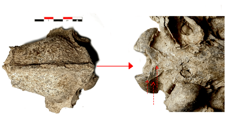 גולגולת כלב עם סימני חיתוך מאמפוריון פיסטירוס בבולגריה