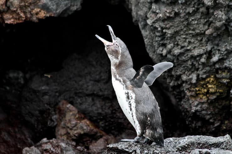 פינגווין גלאפגוס, המין הצפוני ביותר מבין מיני הפינגווינים, שחי בסביבת קו המשווה