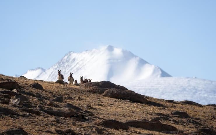 עדר פראים טיבטיים