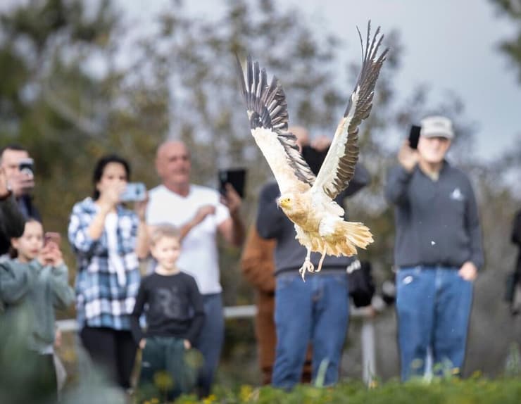 השחרור לטבע של הרחם עם הרגל התותבת