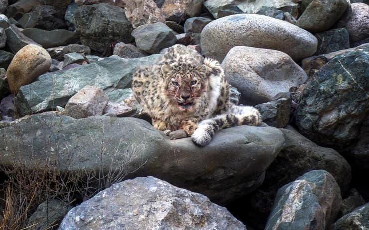 מבט ישיר של נמרת השלג בלדאק