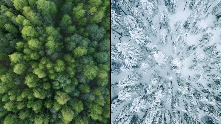 יער בחורף ובקיץ (צילום: Emma Sten/Shutterstock, Matveev Aleksandr/Shutterstock) יער בחורף ובקיץ