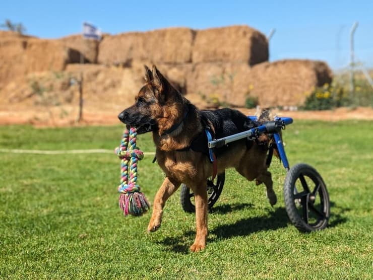 כלב עם שתי רגליים בחווה (צילום: באדיבות חוות קרן אור) חוות קרן אור