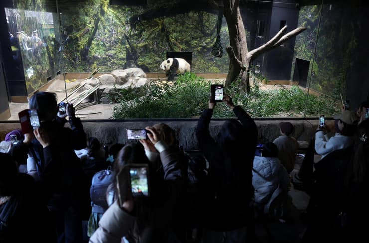 מבקרי גן החיות אואנו ביפן מצלמים תמונה אחרונה לפני הפרידה מהפנדות שיאו שיאו וליי ליי (צילום: Issei Kato/Reuters) מבקרי גן החיות אואנו ביפן מצלמים תמונה אחרונה לפני הפרידה מהפנדות שיאו שיאו וליי ליי