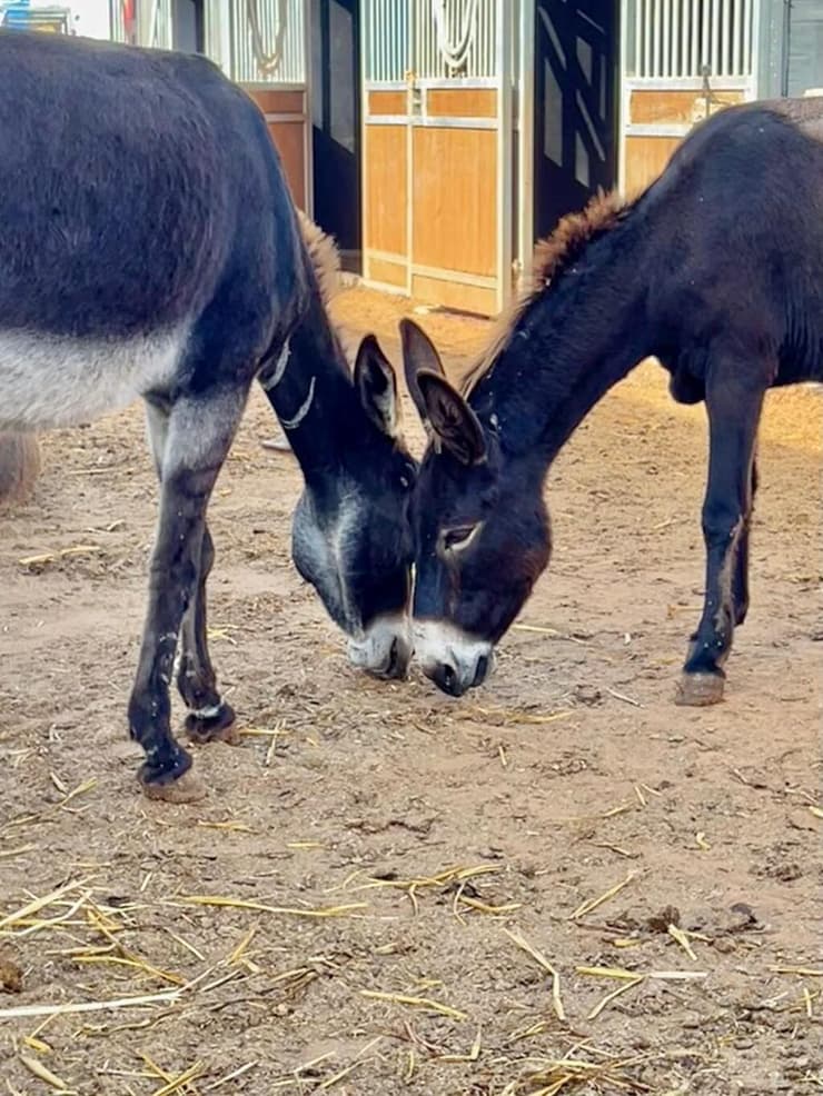 חמורים בחווה (צילום: באדיבות חוות קרן אור) חוות קרן אור