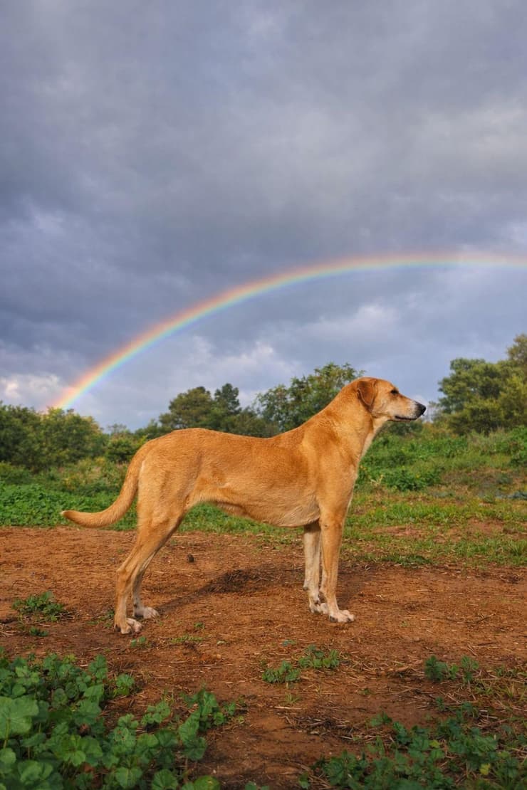 חוות קרן אור (צילום: באדיבות חוות קרן אור) חוות קרן אור