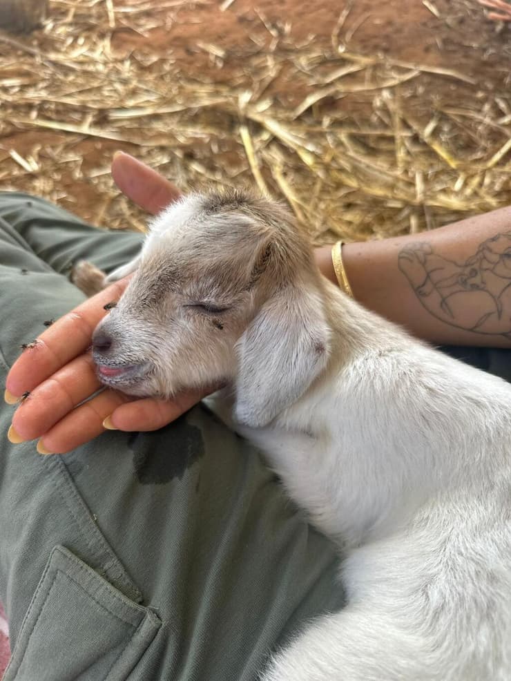 חוות קרן אור (צילום: באדיבות חוות קרן אור) חוות קרן אור