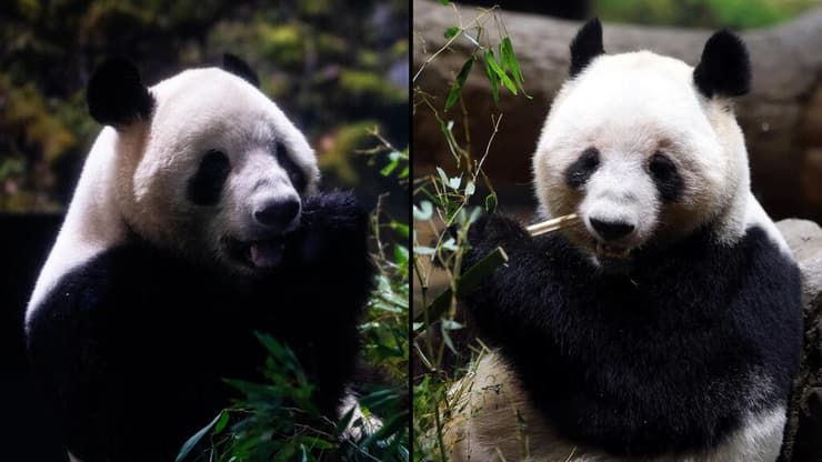 הפנדות שיאו שיאו (משמאל) וליי ליי, לפני פרידתן מגן החיות של אואנו ביפן (צילום: Louise Delmotte/AP, Issei Kato/Reuters) הפנדות שיאו שיאו (משמאל) וליי ליי, לפני פרידתן מגן החיות של אואנו ביפן