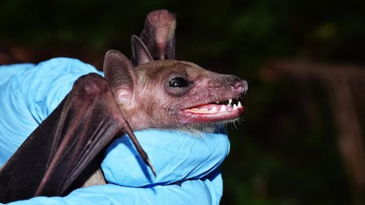 עטלף עלול לשאת וירוס ניפה