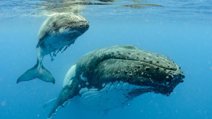 לווייתני גדולי-סנפיר (צילום: Imagine Earth Photography/Shutterstock) לווייתני גדולי-סנפיר