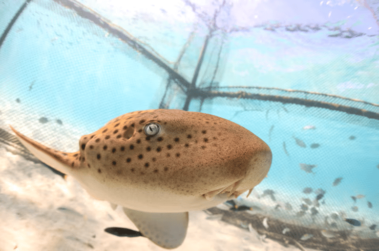 זנבתן מנומר אינדו-פסיפי שוחה בתוך מכלאה ימית שהותקנה באי מייטון, לקראת שחרורו לטבע