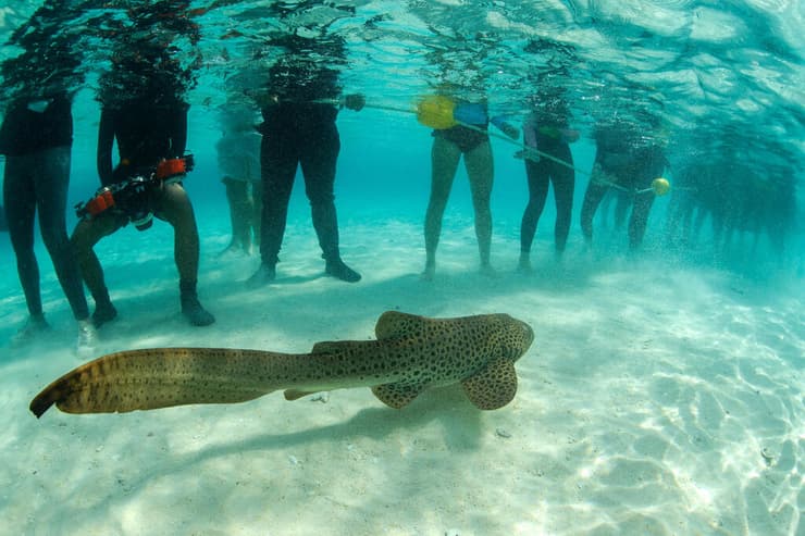 זנבתן מנומר אינדו-פסיפי צעיר, לקראת שחרורו לטבע בתאילנד