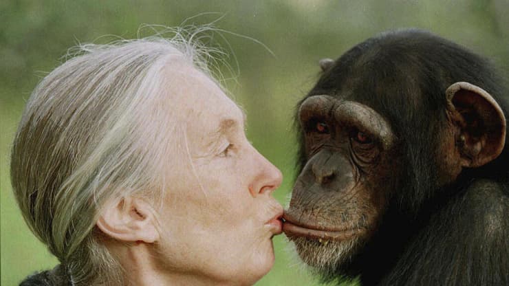 ד"ר ג'יין גודול המנוחה מתקשרת עם שימפנזה (צילום: Jean-Marc Bouju/AP) ד"ר ג'יין גודול, שנפטרה בשנה שעברה, מתקשרת כהרגלה עם שימפנזה