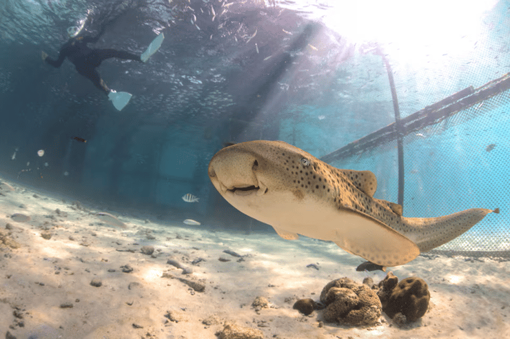 זנבתן מנומר אינדו-פסיפי שוחה בתוך מכלאה ימית שהותקנה באי מייטון, לקראת שחרורו לטבע