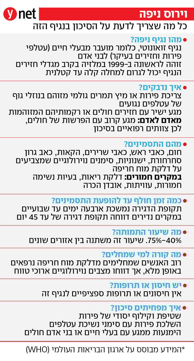 אינפו וירוס ניפה