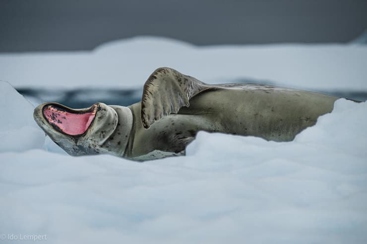 כלב הים הנמרי מפהק לאחר ארוחה טובה על גבי קרחון צף (צילום: עדו למפרט) כלב הים הנמרי מפהק לאחר ארוחה טובה על גבי קרחון צף