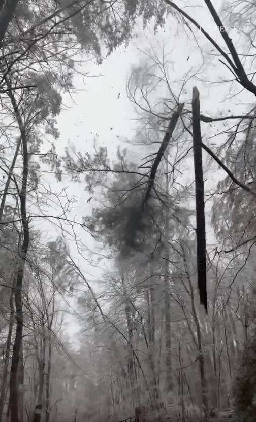 קריסת ענפי עץ אל הקרקע בגלל סדקי הכפור שנגרמו בגל הקור הקיצוני שפוקד את ארצות הברית (צילום: מהרשתות החברתיות) קריסת ענפי עץ אל הקרקע בגלל סדקי הכפור שנגרמו בגל הקור הקיצוני שפוקד את ארצות הברית