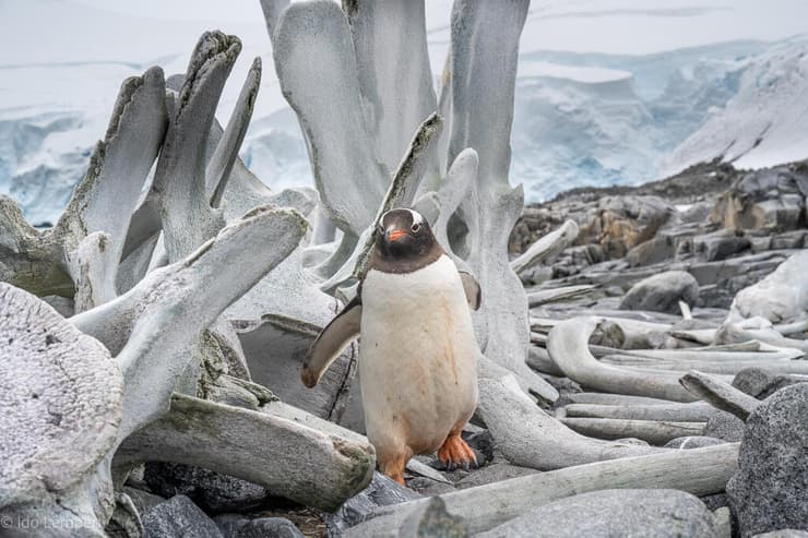 פינגווין ג'נטו מדלג מעל עצמות לווייתן שנשטף לחוף (צילום: עדו למפרט) פינגווין ג'נטו מדלג מעל עצמות לווייתן שנשטף לחוף